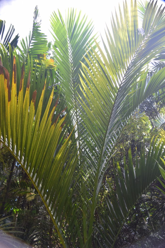 Carpoxylon macrospermum 