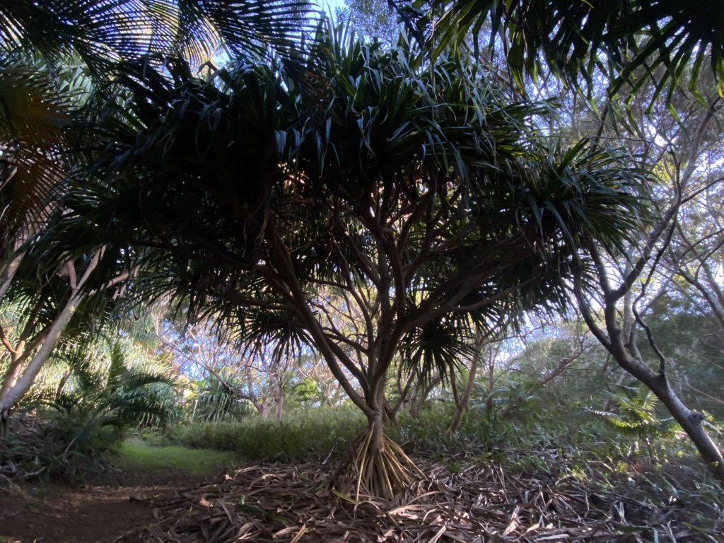 Hala Tree in Merwin Garden