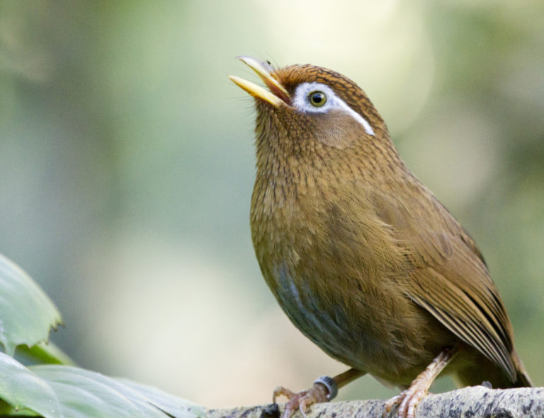 Chinese Hwamei, or the Melodic Laughingthrush