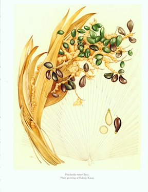 Courtesy of the National Tropical Botanical Garden & Mary Grierson, botanical artist