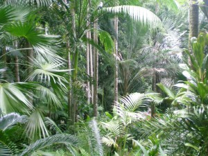 The Palm Forest