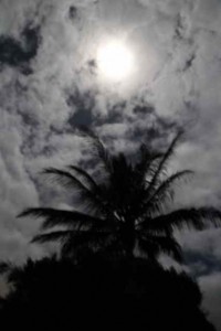 Almost full moon above the palms...