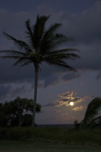 Kipahulu palms in the moonlight