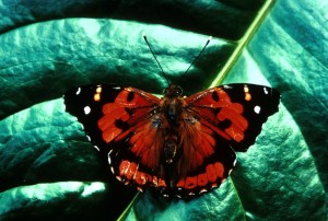 kamehameha butterfly