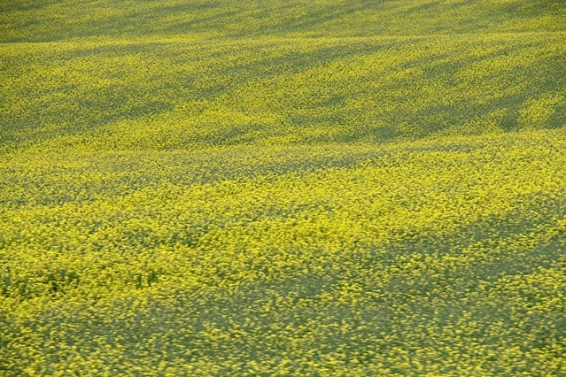 yellow field KB