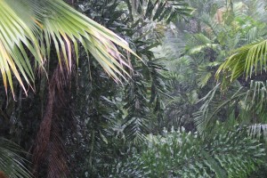 rainy palm forest by kb