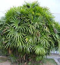 lady-palm-tree2