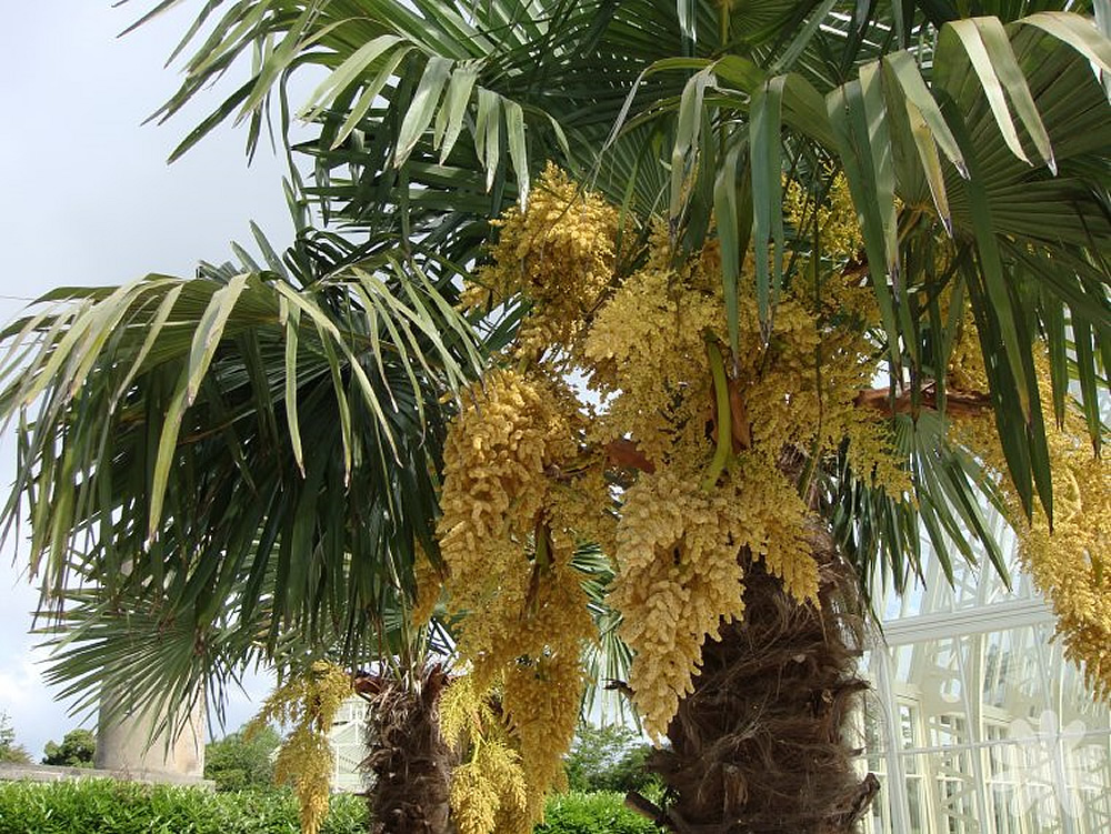 Trachycarpus-fortunei-inflorescence