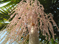 king-palm-tree4