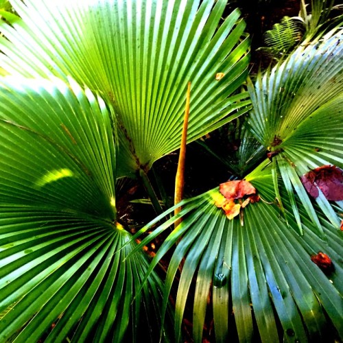 Central Spear on Native Pritchardia