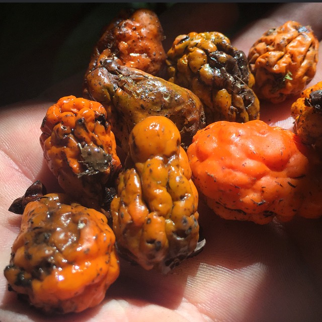 Hyophorbe indica fruits collected on the grounds of the Merwin Palm Collection