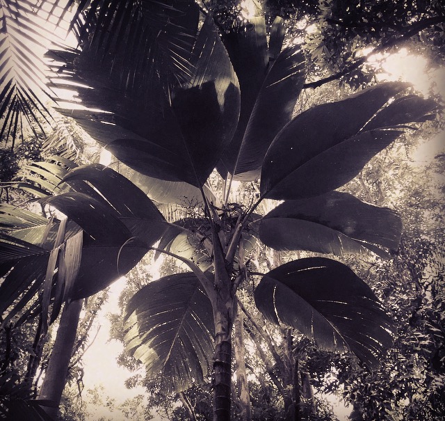 Verschaffeltia splendida in the Merwin Palm Forest 