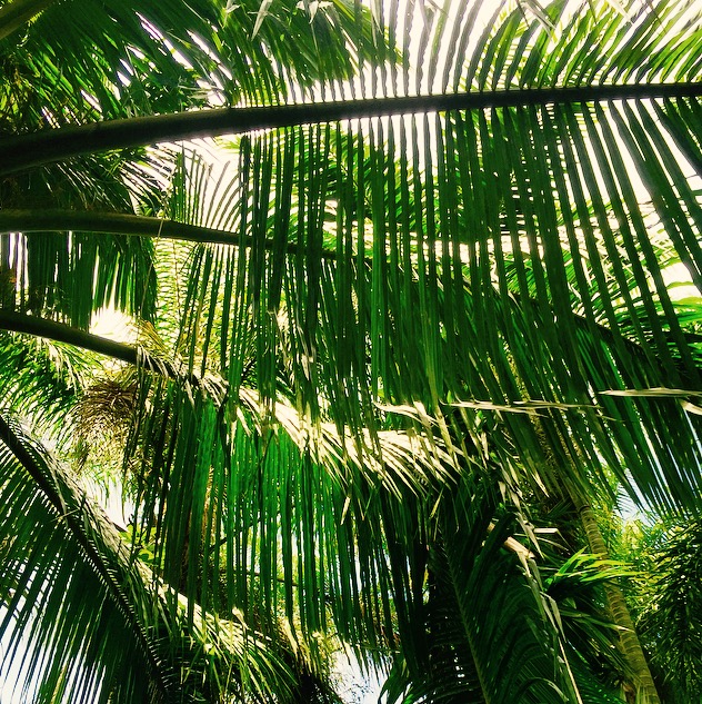 Beccariophoenix fenestralis detail, taken in the Merwin Palm Forest