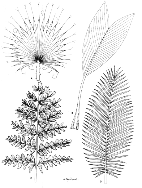 Four Palm Leaf Types