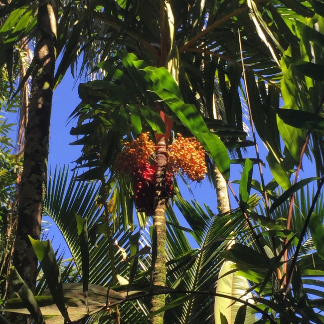 Areca vestiaria fruiting in the Merwin Palm Colletion