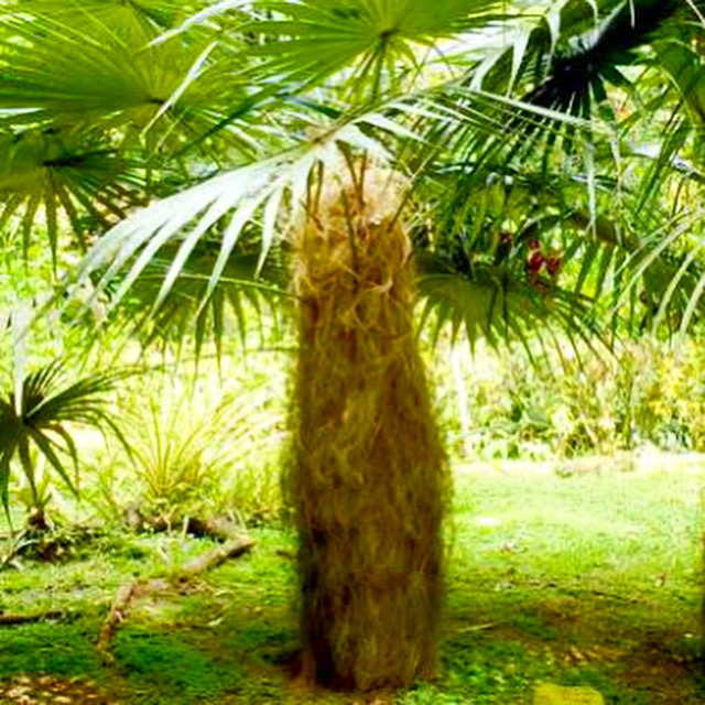 Old Man Palm Tree – Coccothrinax crinita
