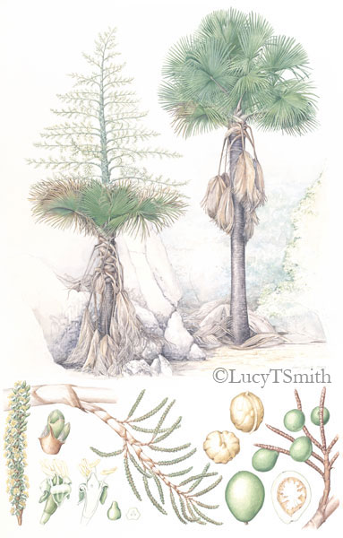 Tahina spectabilis oainting by Lucy Smith