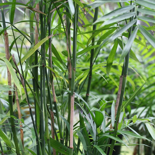 Chamaedorea seifrizii - Bamboo Palm