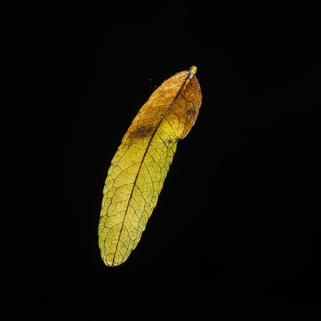 Falling Leaf - Richard Ricciardi - CC License 2.0 - 2