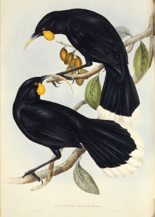 Male and Female Huia - Illustration by Gould