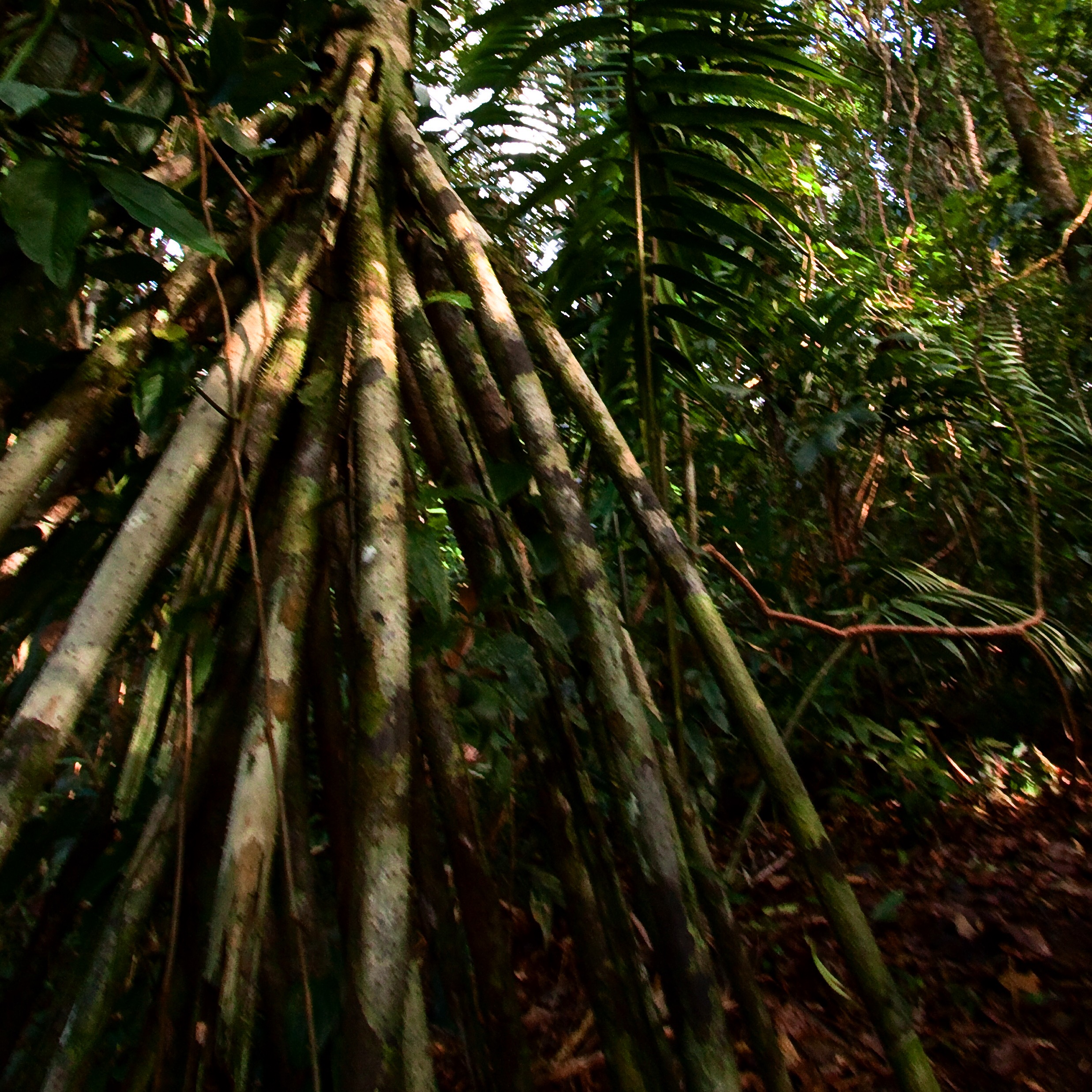 Walking Palm or Socratea exorrhiza, Photo by Wanja Krah