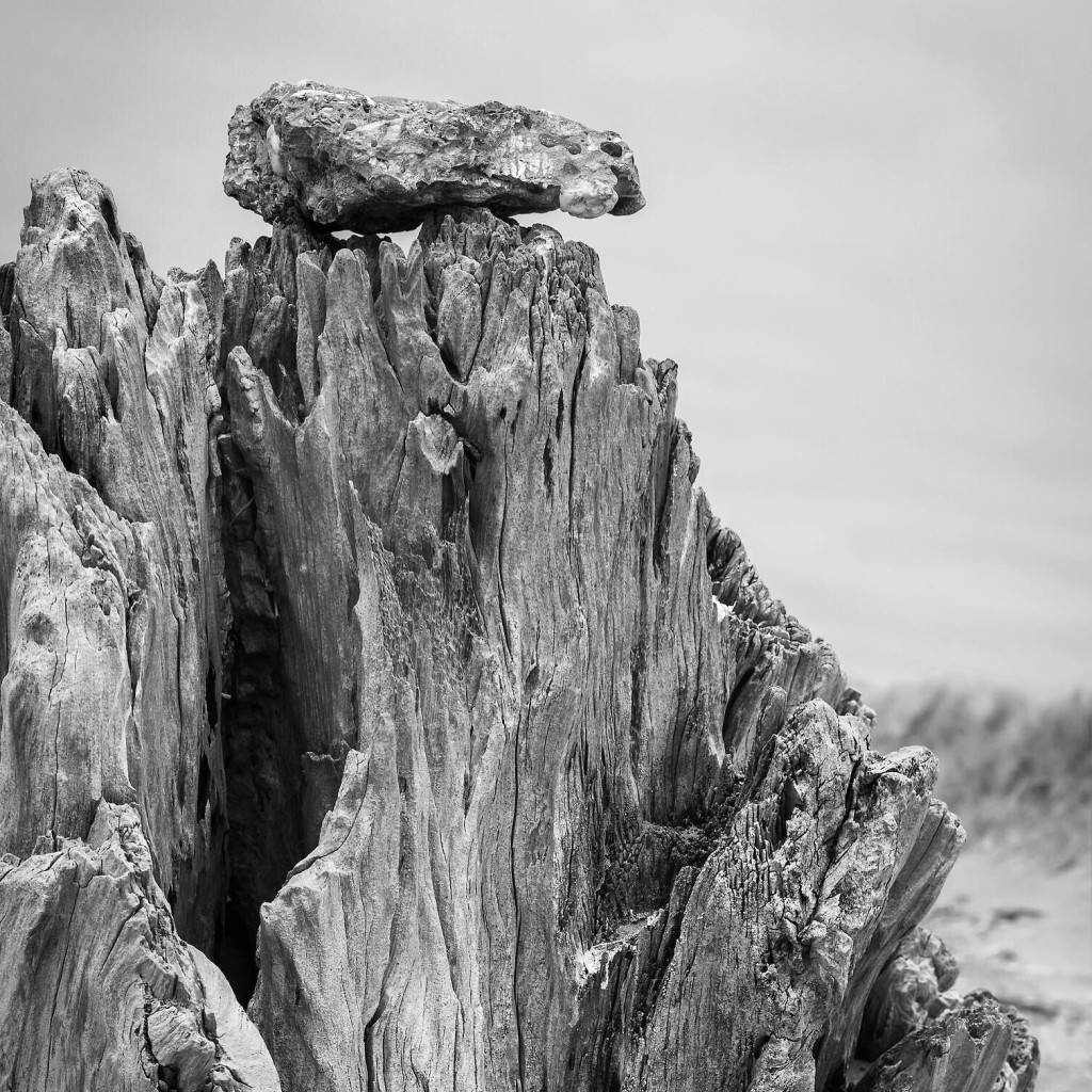 Driftwood and Rock by Sheila Sund