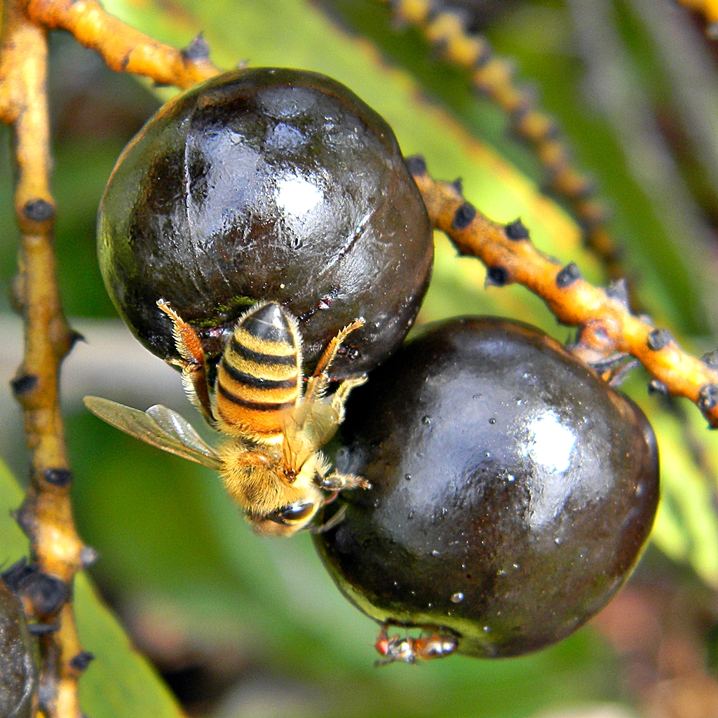 Serenoa repens - Saw Palmetto Fruit with bee - Bob Peterson - CC 2.0