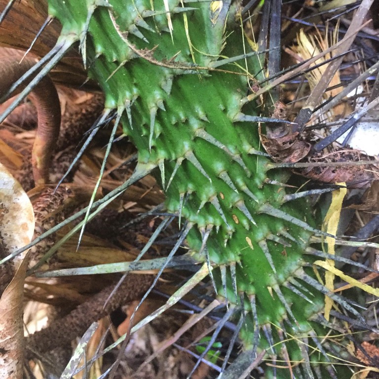 Salacca vermicularis spikes