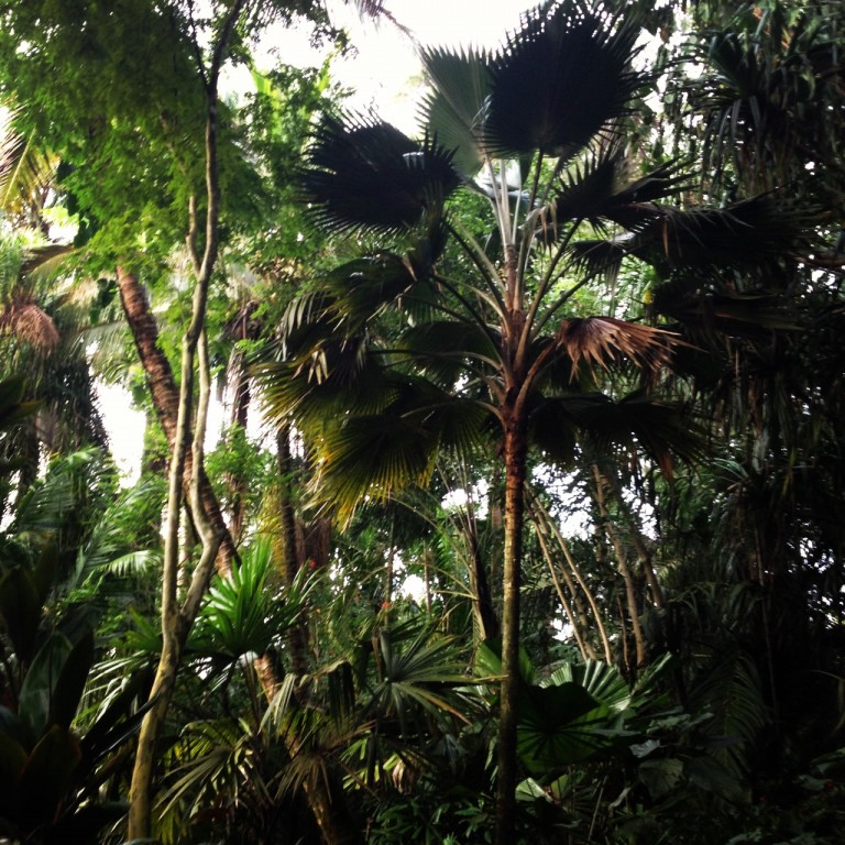 The Merwin Palm Forest