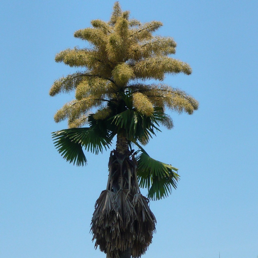 Corypha umbraculifera, or talipot palm