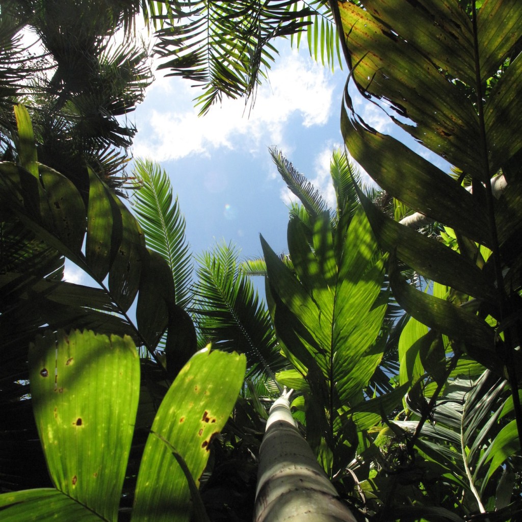 Merwin Palm Forest Canopy