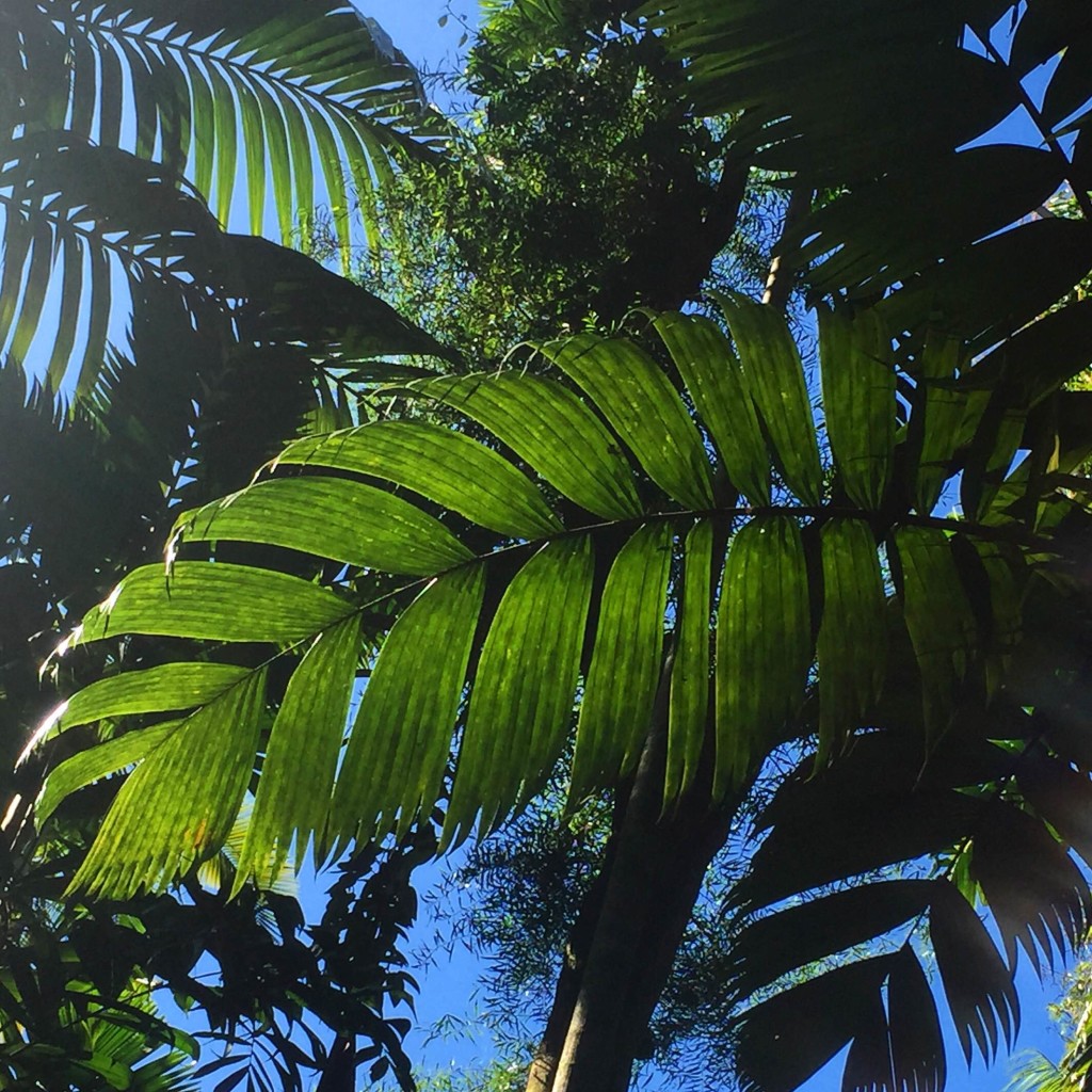 Pinanga maculata or Tiger Palm growing in the Merwin Palm Collection