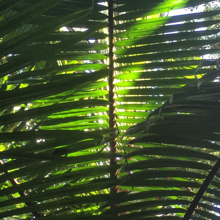 Laccospadix australasicus - Atherton Palm - Photo by Sara Tekula