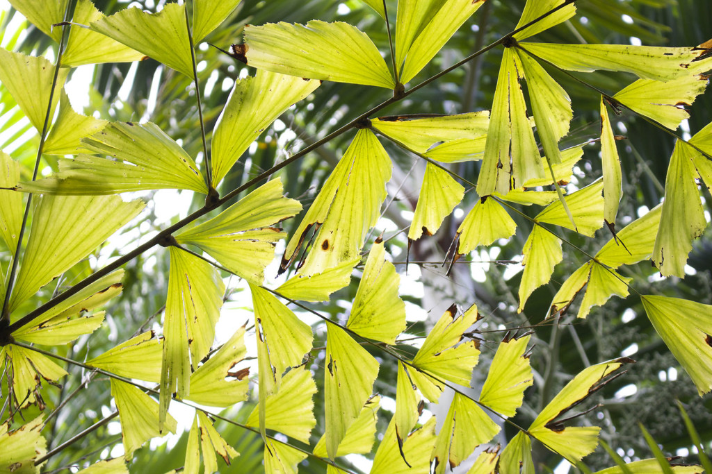 Burmese Fishtail Palm - Photo by Gwen Arkin