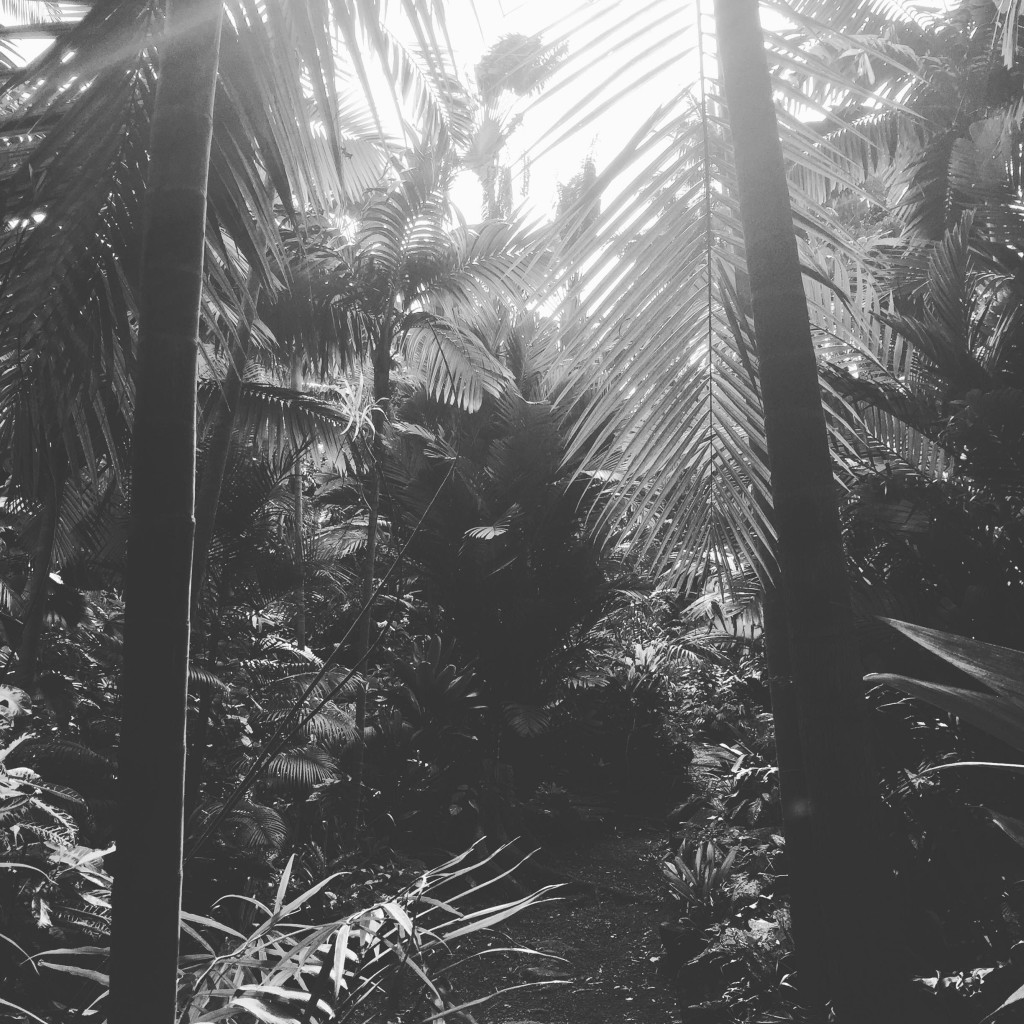 Merwin Palms Photo by Sara Tekula