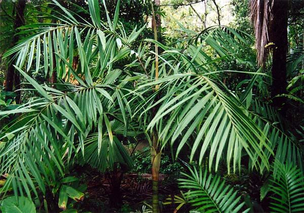 Dypsis rivularis, photo by Mike Gray