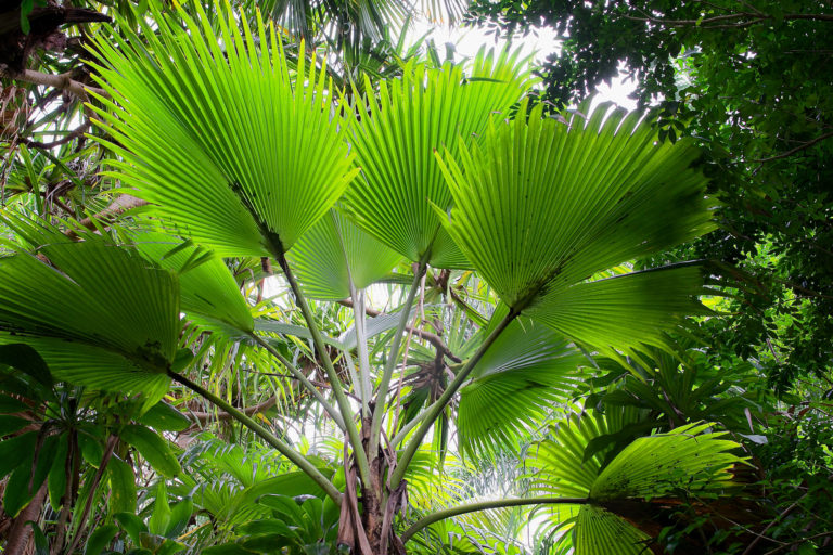 Pritchardia Hillebrandii, a native Hawaiian palm growing in the Merwin Palm Forest
