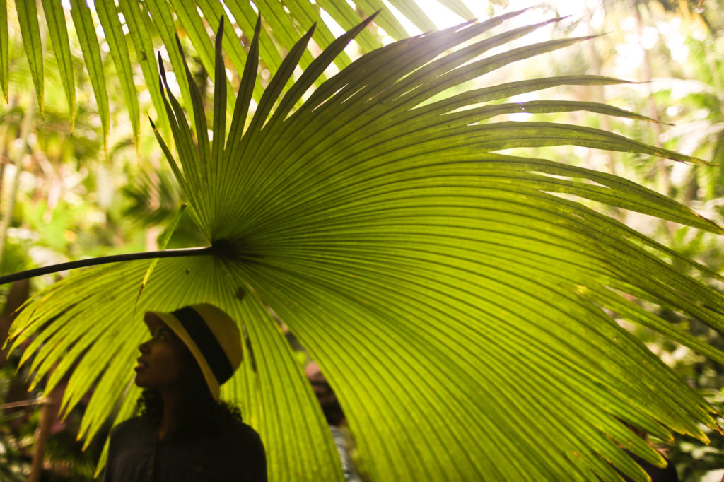 A student under a fan palm in the Merwin Palm Forest