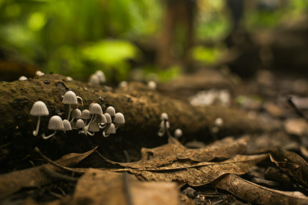 Mushrooms in the Palm Forest by Morgan Jones 