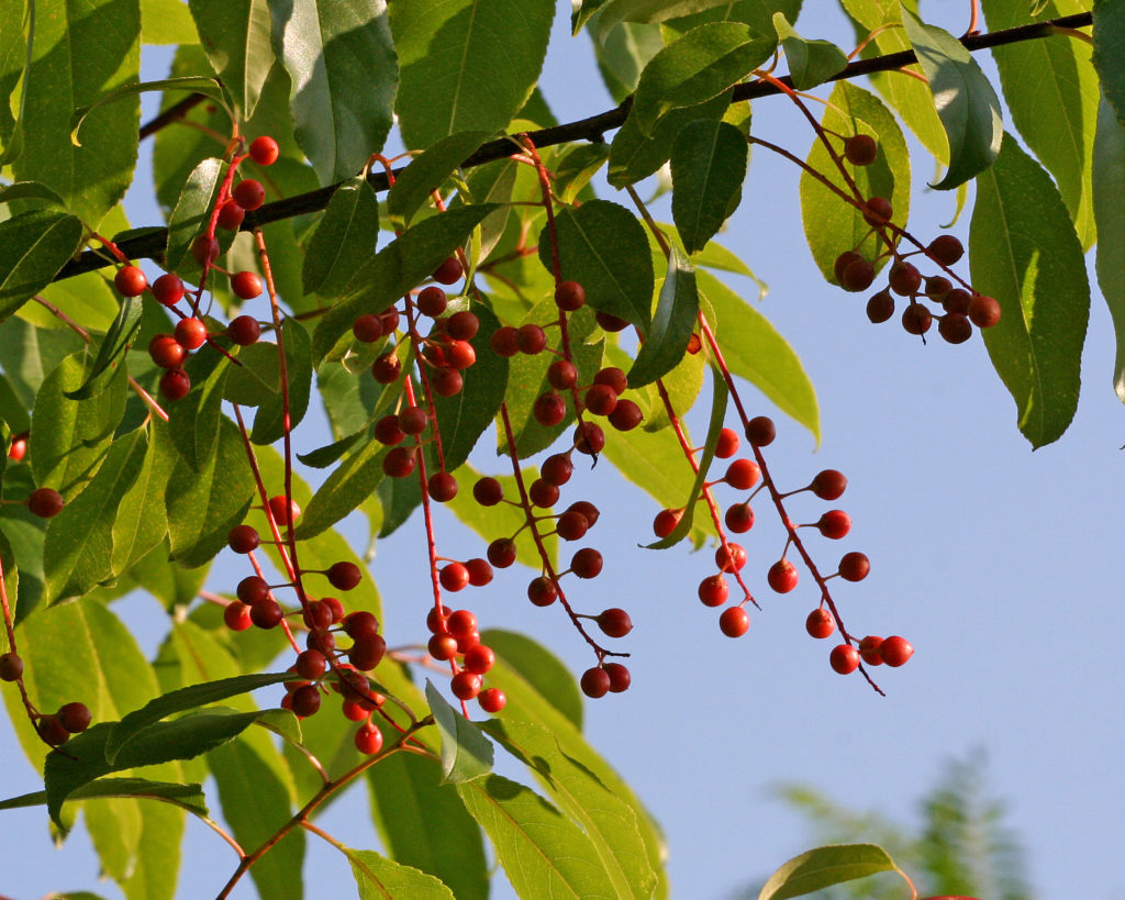 "Black Cherries" Merwin Conservancy