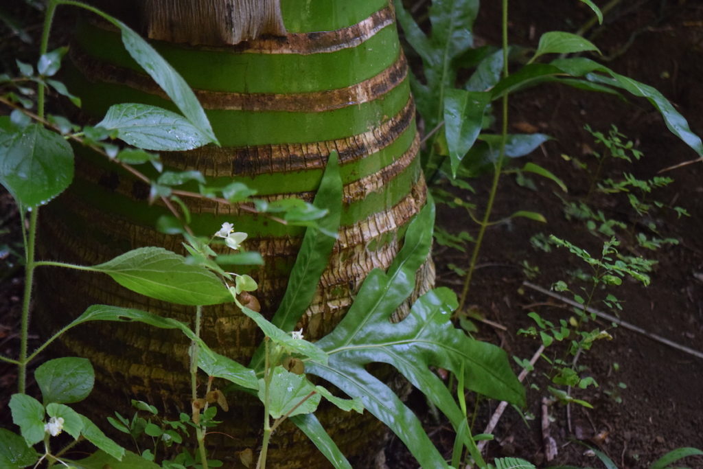 Carpoxylon macrospermum