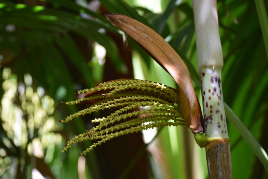 Hydriastele microspadix