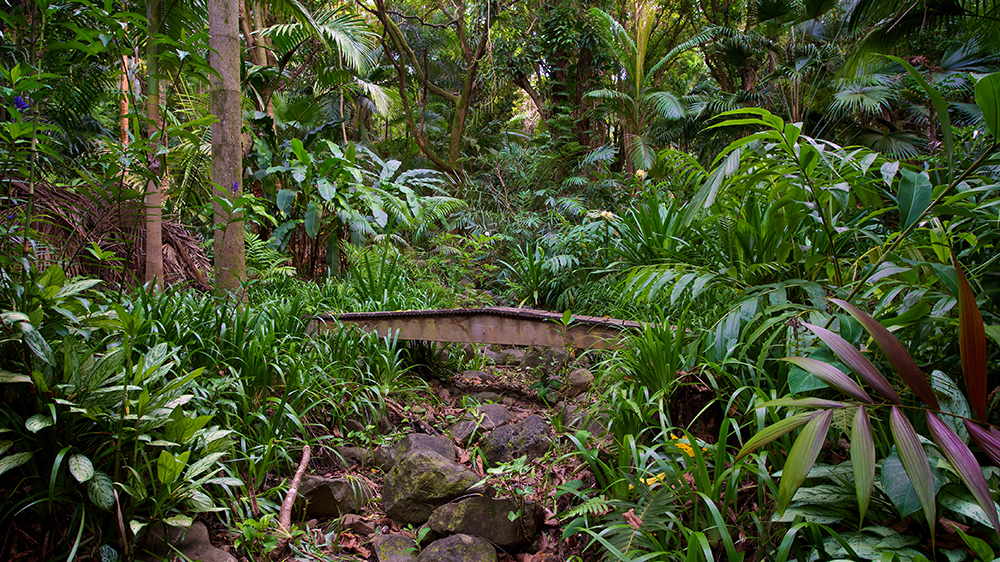 The Intention of Water: The Story of Pe‘ahi Stream