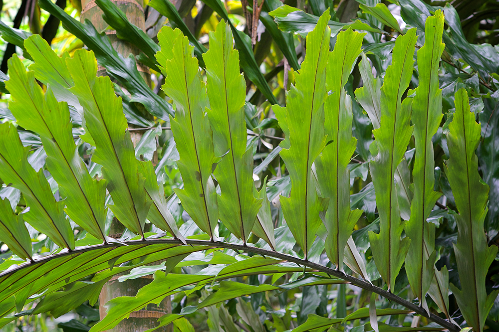 Arenga undulatifolia at The Merwin Conservancy