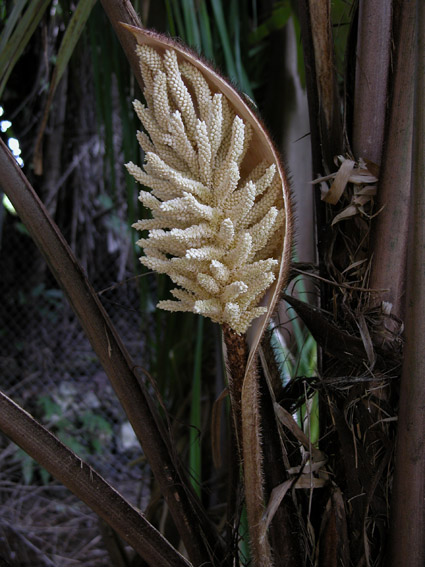 Astrocaryum alatum, photo © Carl E. Lewis, Fairchild Tropical Botanic Garden