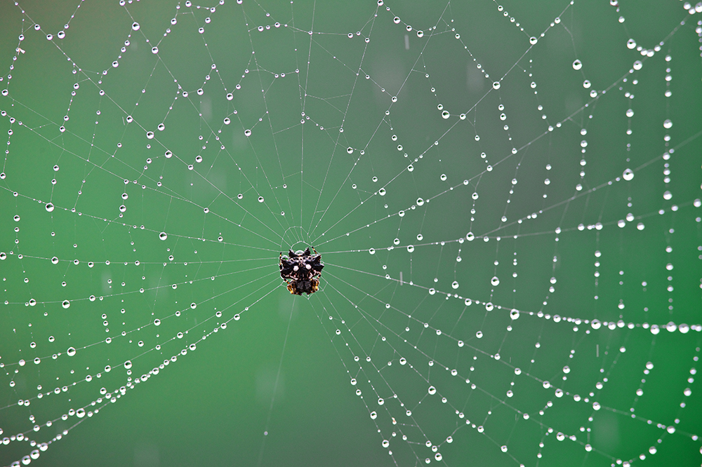 Beaded Spider Web - Larry Cameron