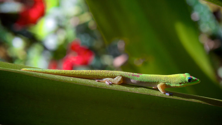 Green Lizard by Larry Cameron