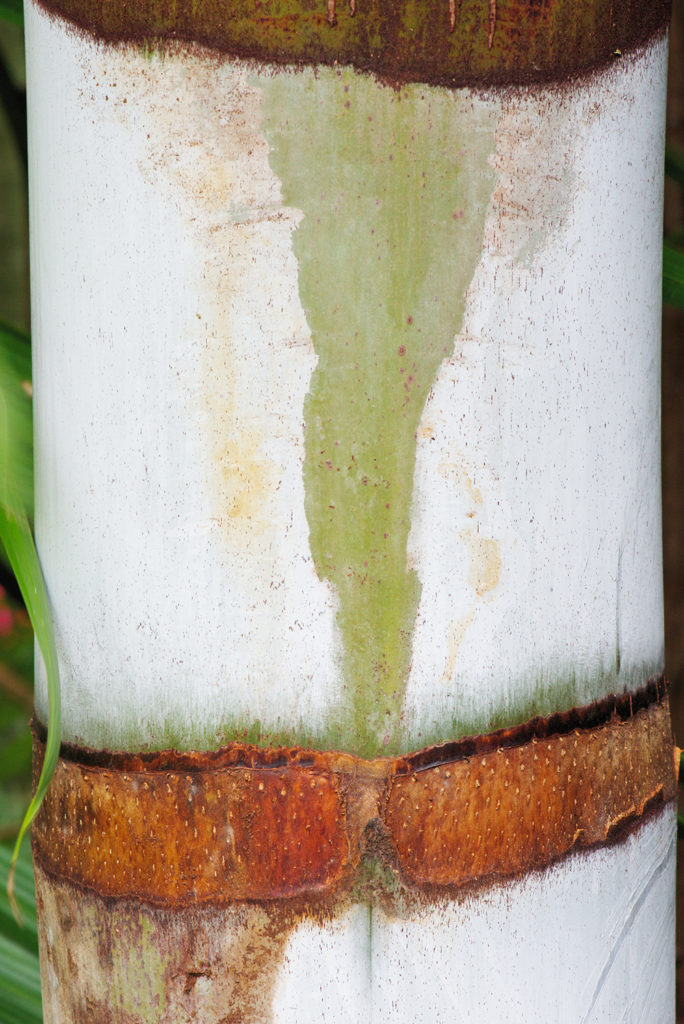 Close up of Dypsis lastelliana trunk