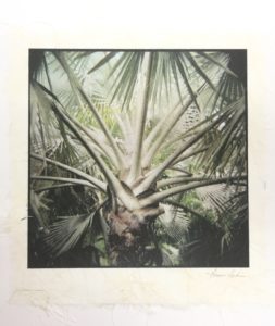 Madagascar Palm, by Gwen Arkin