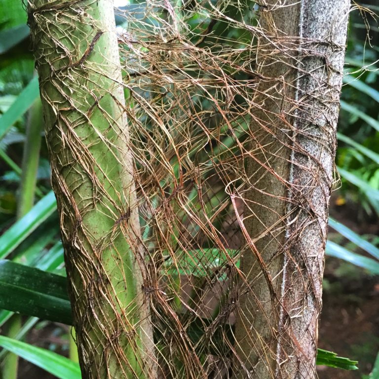Wallichia disticha in the Merwin Palm Forest